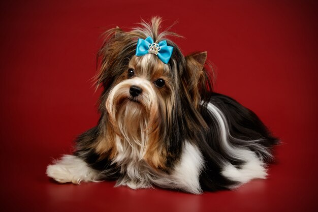 Biewer Yorkshire Terrier op gekleurde achtergrond