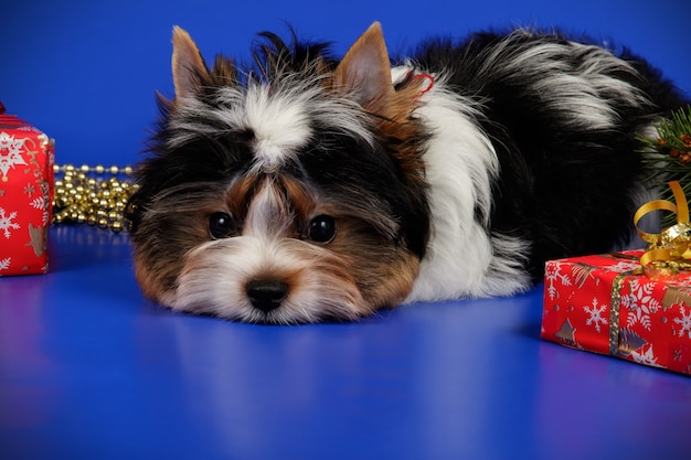 Biewer Yorkshire Terrier op gekleurde achtergrond