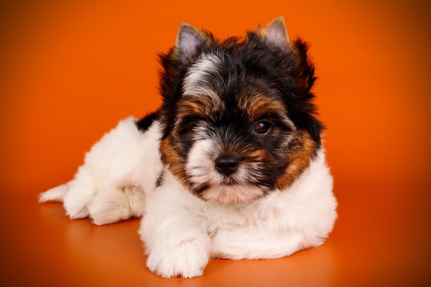 Biewer Yorkshire terrier op rode achtergrond