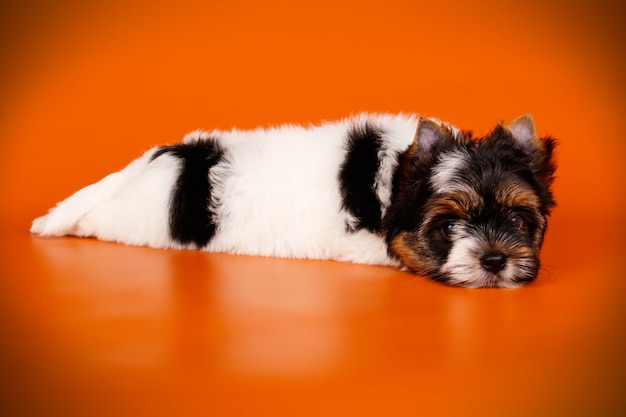 Biewer yorkshire terrier on red background