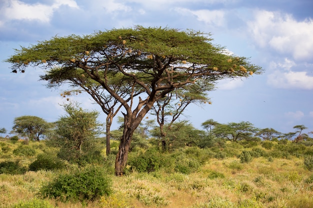 Big acacia tree between other bushes and plants