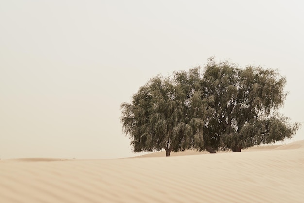 Big Acacia trees growing in a sandy desert among sandy dunes Wild nature landscape