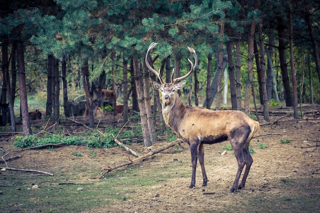 Big adult deer in the forest in autumn