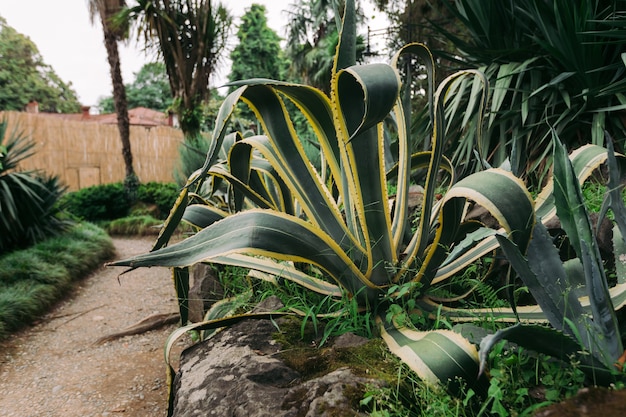 Big agave in the botanical garden of Batumi, Georgia