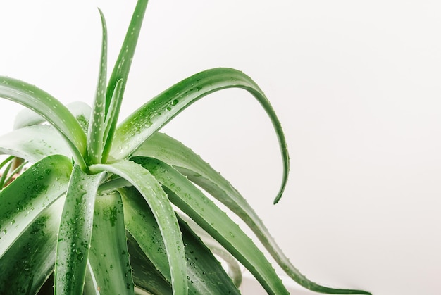 白い背景の上の大きなアロエ植物