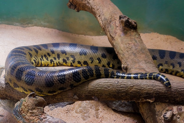 A Big Anaconda closeup image from zoo