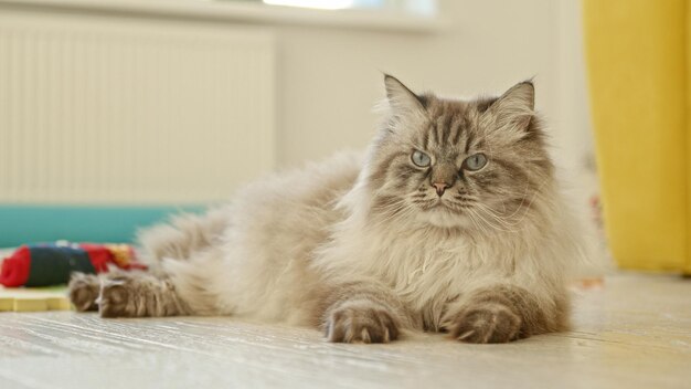 Photo big angry fluffy pet cat lies on the floor