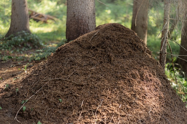 Grande formicaio nella foresta della carelia russia