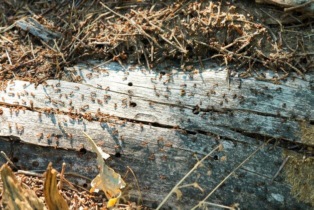 Big anthill in the woods with colony of ants in summer forest