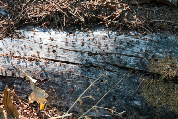 Big anthill in the woods with colony of ants in summer forest