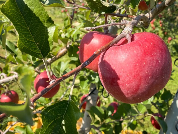 Big apples growing on the apple trees