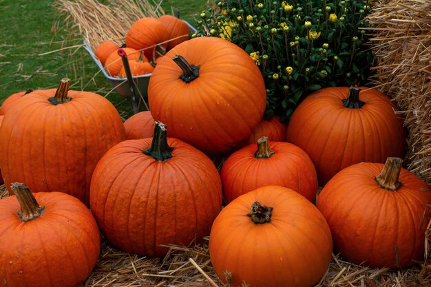 big autumn harvest of orange pumpkins preparation for halloween