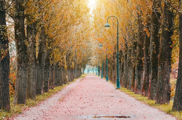 Big autumn poplar in the park - bright autumn landscape of park.