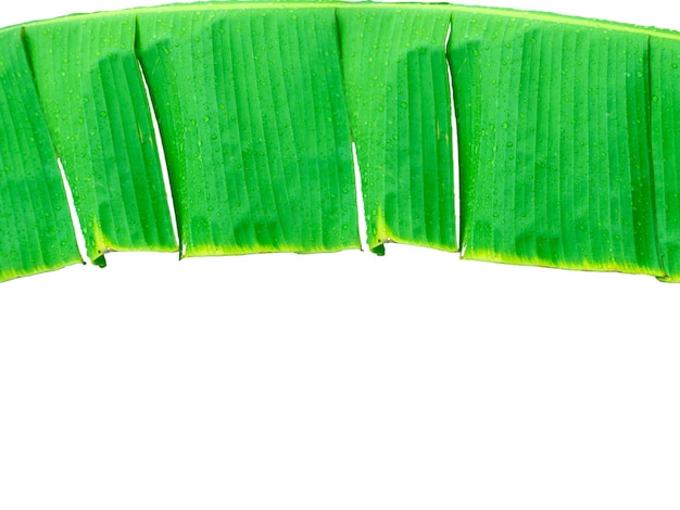 Big banana leaf, draped over, top of image, bottom is copy space and white background.