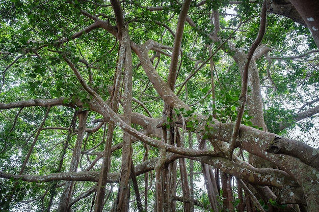 big banyan tree in the jungle, Thailand