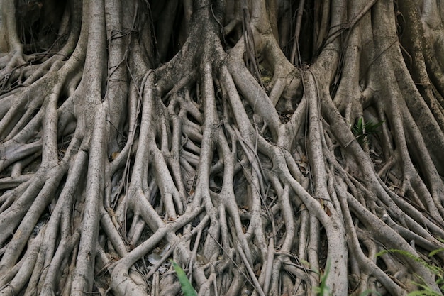 Big banyan tree root