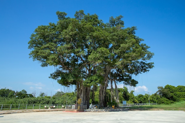 Big banyan tree in san chao pho ongkharak tutelary shrine