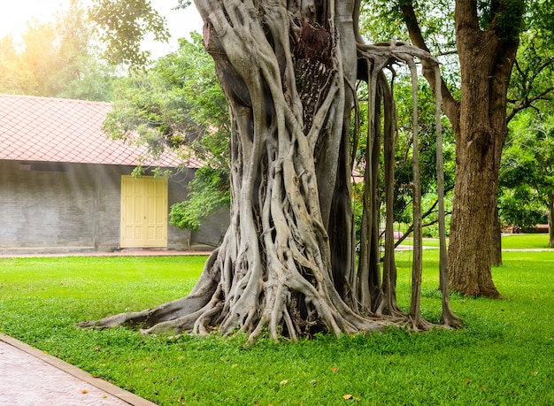 Big banyan tree