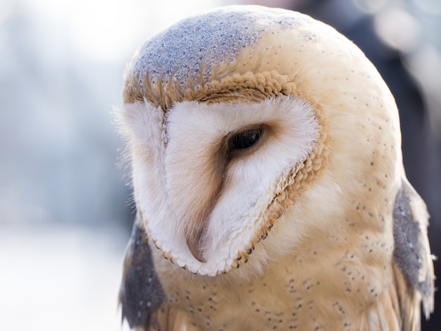 The big barn owl watching something below