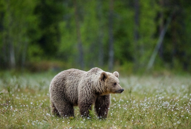 Большой медведь сидит среди белых цветов
