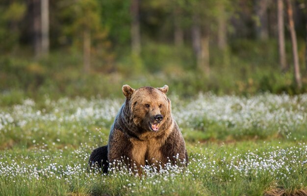 Big bear is sitting among the white flowers