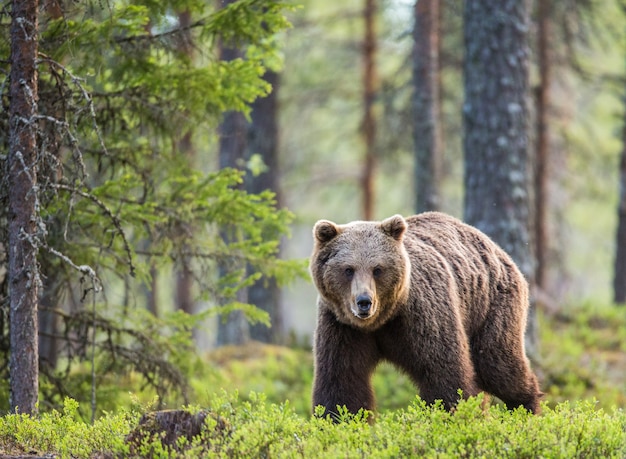 Большой медведь среди деревьев на опушке леса