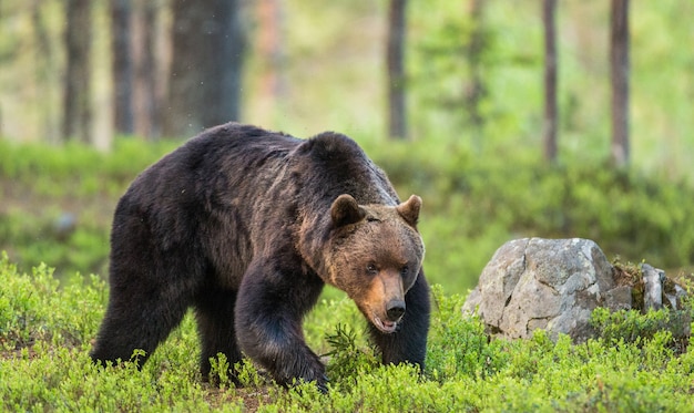 Big bear among the trees at the edge of the forest