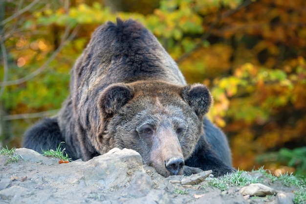 秋の森のヒグマ（Ursus arctos）