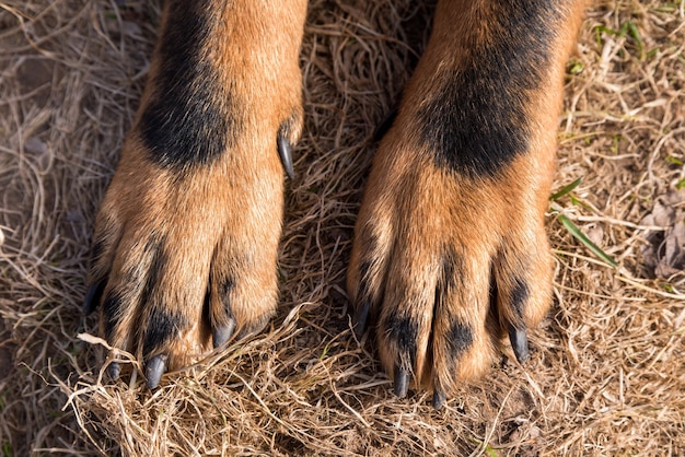 Foto le grandi zampe del cane beauceron si chiudono sullo sfondo. taglia gli artigli del cane