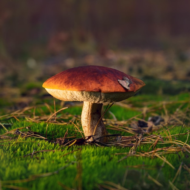 Big beautiful boletus mushroom on a forest glade in autumn