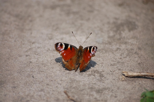 Big beautiful brown butterfly sits on the pavement