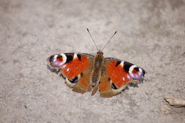 Big beautiful brown butterfly sits on the pavement