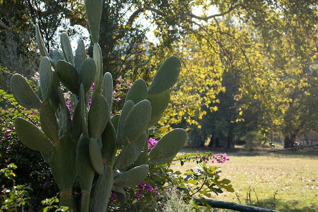 A big beautiful cactus is growing in an open field