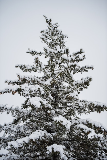 Photo big beautiful christmas tree with snow in forest