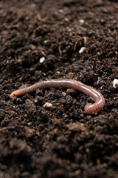 Big beautiful earthworm in the black soil closeup