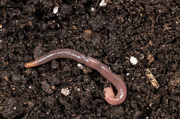 Big beautiful earthworm in the black soil closeup