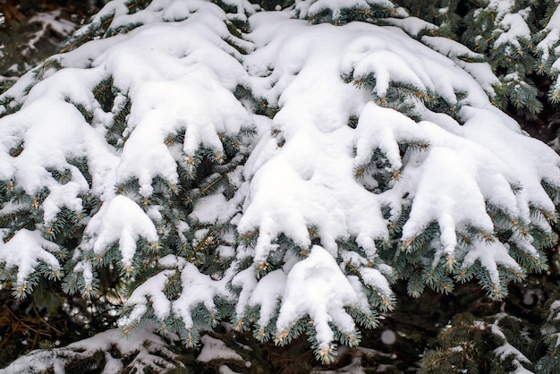 雪の冬の大きな美しいモミの枝