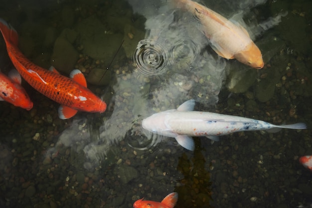 Big beautiful fish swim in a pond with water lilies, a quiet beautiful place to relax