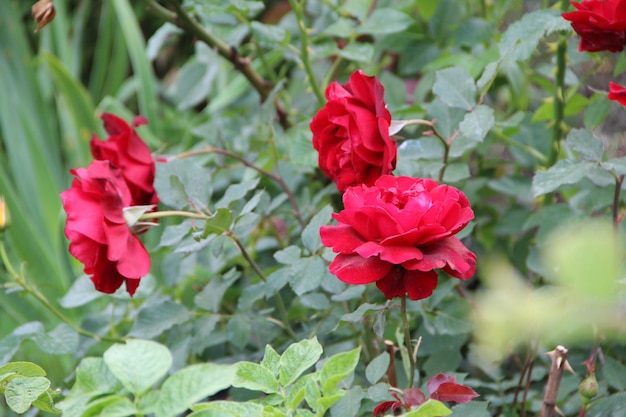 Big beautiful flowers grow bright in summer