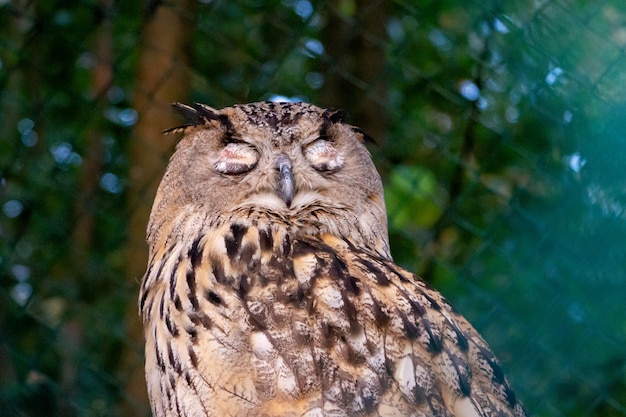 Big beautiful owl on a branch close-up