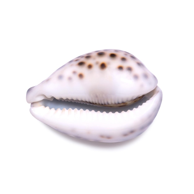 写真 白い背景で隔離の大きな美しい貝殻