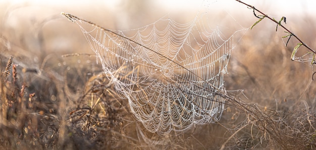 Big beautiful spider web in dew drops at dawn in the field.