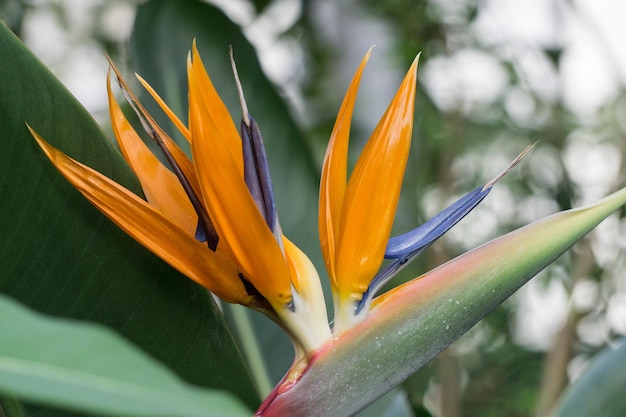 A big beautiful Strelitzia flower