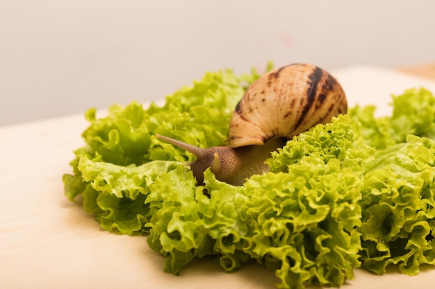 Big beautiful tiger snail sits on top on a green lettuce leaf