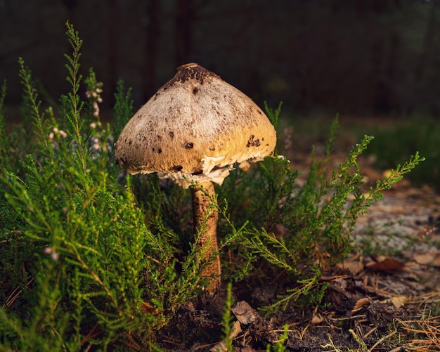 Big beautiful umbrella mushroom on a forest glade in autumn