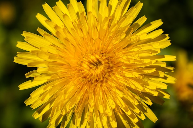 Big beautiful yellow dandelions spring and summer macro background