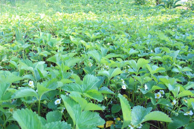 Big bed with beautiful flowers of strawberry