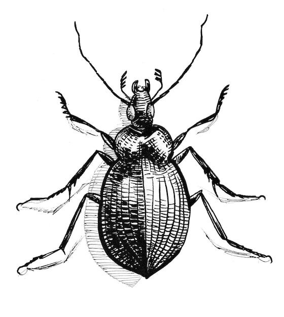 Photo big beetle. ink black and white drawing