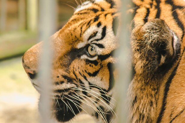 A big bengal tiger trapped in an iron cage