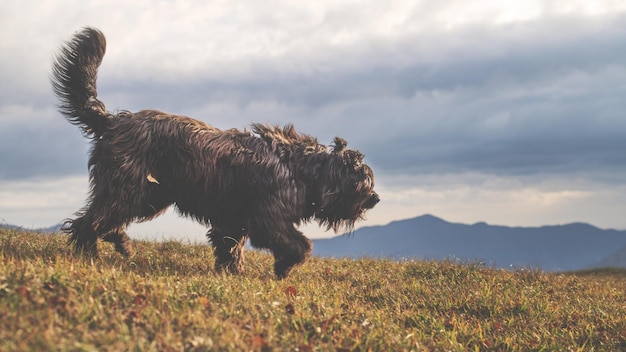 Big Bergamo shepherd dog in a mountain meadow